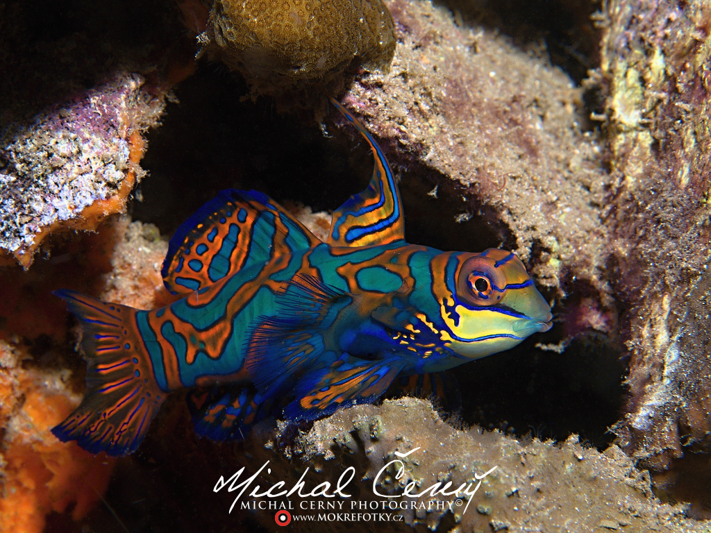 Severní Sulawesi - ráj pro fotografy